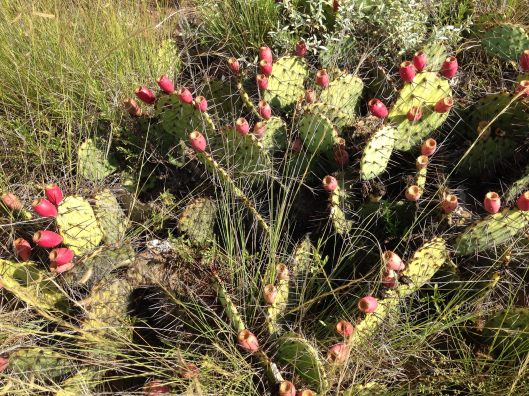 prickly pear cactus